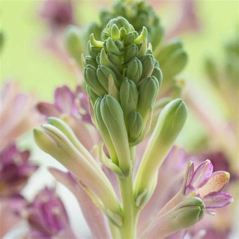 what does tuberose smell like.